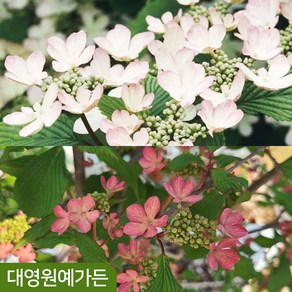 덜꿩나무 포트 분홍 진분홍 꽃나무, 1개, 01. 핑크뷰티 12cm포트