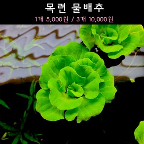 [수초아쿠아] 목련 물배추 초보수초 인기수초 구피 새우 은신처 어항수초 수초맛집 득템수초, 3개