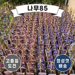 (나무85) 클레마티스 5종 포트, 1.클레마티스(미스배트맨) 9cm 포트, 1개