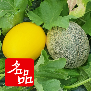 [고령1등농가]20bix 그린 골드 하미과 멜론 고당도 메론, 1박스, 그린 하미과메론 2kg (3-4과)