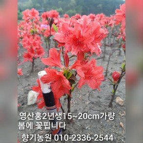 철쭉 묘목 2년생 판매, 영산홍, 50개