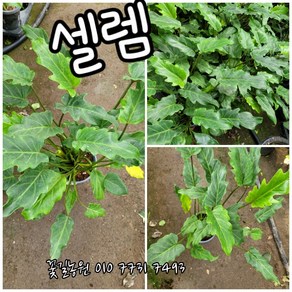 셀 렘 055특 랜덤 공기정화식물/미세먼지/공기정화효과 공기정화식물, 1개