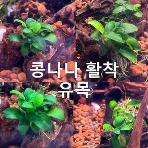 (수초) 콩나나 수초 유목 활착, 1개