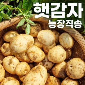 [24년 수확] 산지직송 국내산 감자 햇감자 두백감자 분감자, 선택3. 농장직송 두백감자 10kg, 1개