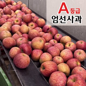 과즙팡팡 싱싱한 가성비 제철과일 부사사과, 1박스, 3kg(10과 중대과)