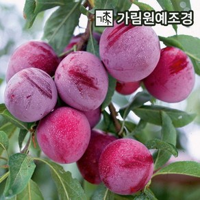 자두나무 유실수 가림원예조경, 1개