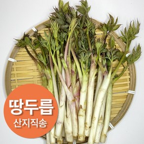 산지직송 향긋한 제철 땅두릅 햇 두릅, 1개, 1kg