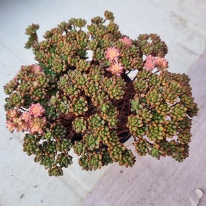 [수암다육] 소인제금 랜덤발송 Aeonium sedifolius f. vaiegata 랜덤발송 다육 다육이 다육식물 142, 1개
