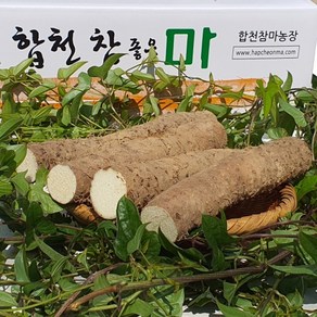 합천 알뜰마 못난이마 자투리마 중 5 kg, 1개