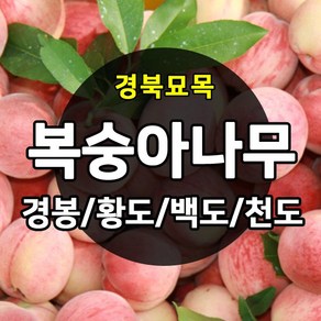 우수한 품종의 나무묘목 유실수 과실수 약용수 조경수 판매중