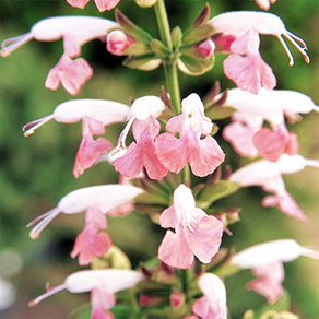 샐비어 썸머쥬엘 핑크 세이지/사루비아 (꽃씨앗/10립)Salvia Summe Jewel, 1개