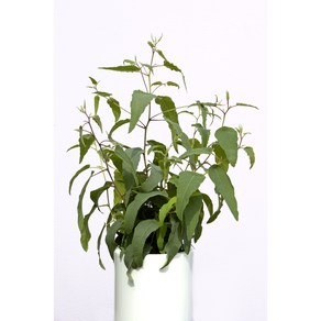 유칼립투스 레몬부쉬 (종자/꽃씨앗 10립) Eucalyptus Lemon Bush, 1개