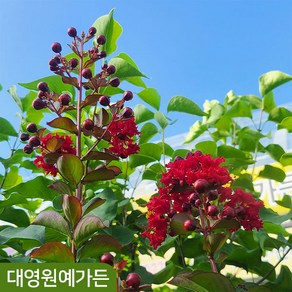 배롱나무 다이나마이트 빨강꽃 개화주 여름꽃 백일홍 꽃나무, 다간형 흙분 (포트제외), 1개