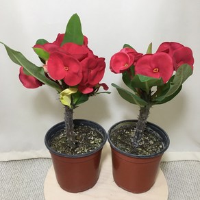 [해피그린 화원] [2개묶음] 빨강 왕꽃기린 꽃기린 외목대꽃기린 선인장 꽃 빨강꽃 공기정화식물 인테리어식물 반려식물 203 화원 농원, 2개