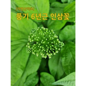 우리나라 최초인삼 재배지역 풍기 6년근 인삼꽃 건재(100g)