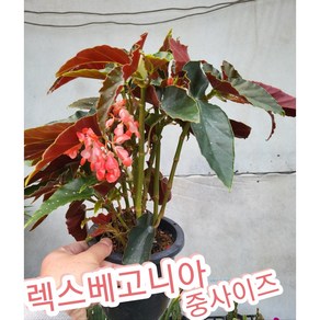 렉스베고니아 중/ 아름답고 화려한 꽃으로 실내에서 연중 꽃이 피는, 1개