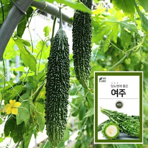 마이플랜트 여주 씨앗 채소 야채 텃밭, 1개