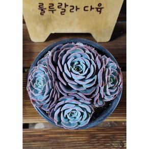 [룰루랄라다육][랜덤]다육식물 앨리스, 1개