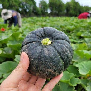 [한아름마켓] 달콤가득 제주 미니 보우짱 밤호박, 1박스, 5kg