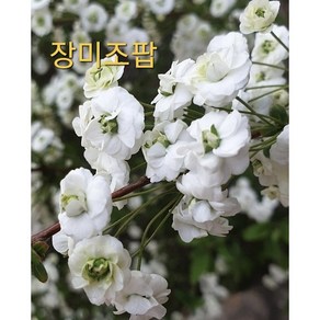[지인야생화] 장미조팝(소품), 1개