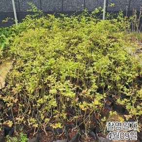 목하원예조경/블루베리나무 /얼리블루/ 2년생 포트묘, 1개