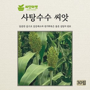 아람종묘 사탕수수 씨앗 30립, 1개