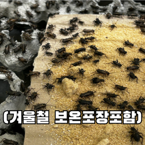 [청년밀웜] 소귀뚜라미 파충류 양서류 먹이 쌍별귀뚜라미 소 사이즈 25 50 100 200, 50개, 1g