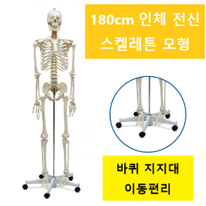 대형 인체골격모형 176cm 스켈레톤 뼈 구조 신경근 해부학 교육, 인체 스켈레톤, 1개