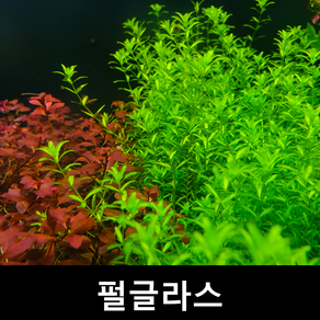 펄글라스 (10촉) 초보자수초 자연수초