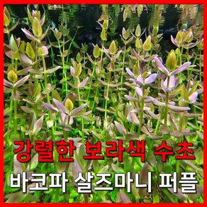 [수초농부] 바코파 살즈마니 퍼플 강렬한 보라색 수초, 5개