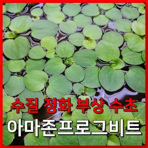 [수초농부] 아마존프로그비트 부상수초 치어은신처