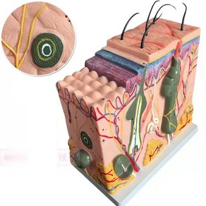 두피 모낭 교구 단면 피부구조 모근 연구 의학 학습용 확대모델 모형 해부학 조직, 70배 확대, 두피 조직 확대 모델