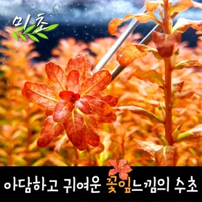 [미초] 루드위지아 sp. 기니아 수초 3촉 / 유경 수초 / 초보자 수초 / 어항 수초, 1개