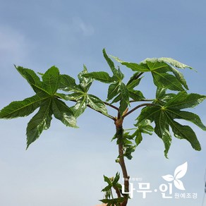 [나무인] 민엄나무 묘목 가시없는엄나무, 1개