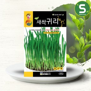 솔림텃밭몰 새싹귀리씨앗 500립 새싹귀리 씨앗 종자, 1개