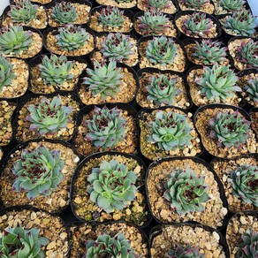 [해뜰다육] 윌리엄바위솔(소품) 다육식물 선인장, 1개, 바위솔