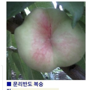 향수팜 복숭아나무 납작복숭아백도2년생분묘 결실주, 1개