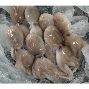 [사계마켓] 국산쭈꾸미 쭈꾸미 알배기쭈꾸미 급냉쭈꾸미 제철쭈꾸미 1kg 2kg 3kg 서해쭈꾸미 산지직송 특별할인 최상품, 1박스