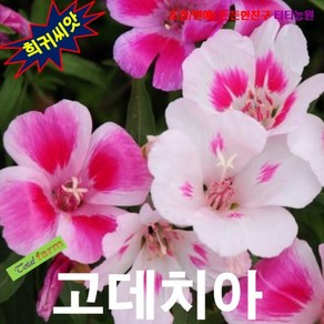 (희귀씨앗) 고데치아(Godetia) 핑크 15립, 1개