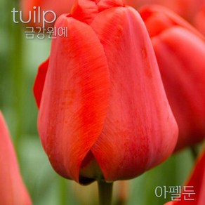 튤립(Tulip) 추식 구근 입고 금강원예