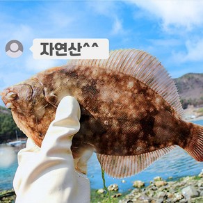 [판매자추천] 통영 자연산 생물 완전손질 도다리 쑥국 500g 1kg 간편요리, 1개, 도다리 1kg