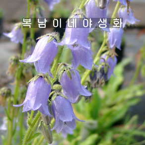 수염캄파눌라 바르바타 [4포트 복남이네야생화 모종 퍼플 초롱꽃 산성좋아함], 4개