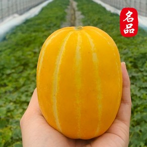 [물가안정] 알뜰살뜰 고당도 성주 참외, 1박스, 2kg (5-14과 내외)