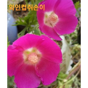와인컵쥐손이 근상-수형랜덤 [야생화담담], 1개