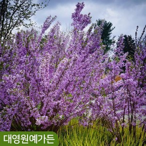 팥꽃나무 외목대 개화주 봄꽃, 1개, 키80cm 포트 (외목대)