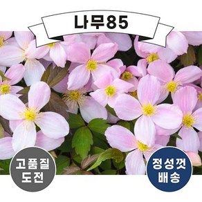 (나무85) 클레마티스 몬타나 루벤스 p9, 1개