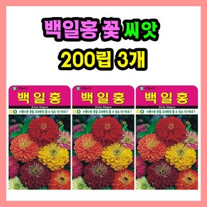 백일홍 씨앗 (합 600립 )꽃씨 혼합씨앗 종자 관상용, 3개