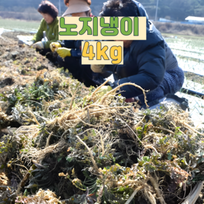 [오른농산] 국내산 노지 냉이 4(kg), 1개, 4kg