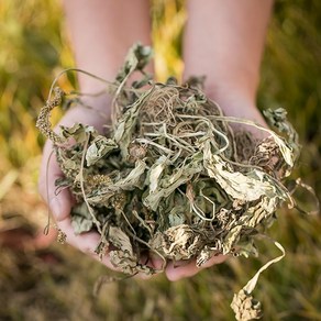 국산 질경이 200g 차전초 차 효능 한방재료 한약재 한방차, 12XK_국산 차전초(질경이) 200g, 1개