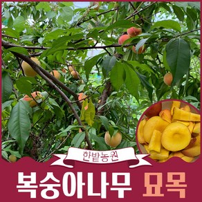 복숭아나무 묘목 결실주 3-4년생 백도 황도 천도(신비) 유실수 과일나무키우기 재배 수확